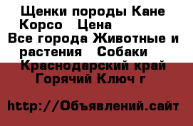 Щенки породы Кане-Корсо › Цена ­ 25 000 - Все города Животные и растения » Собаки   . Краснодарский край,Горячий Ключ г.